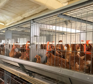 HLD5300 Series automatic H type layer chicken cage system